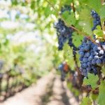 Sicilia, settore vino in crescita fino il 2019 ma adesso la crisi è inevitabile