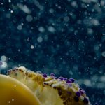 Il mondo sommerso siciliano negli scatti di Luigi De Bacco