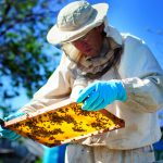 Apicoltori, nessuna proroga del bando