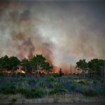 Ambiente, cento ettari di bosco andati in fumo a Menfi