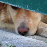 Picchia e seppellisce vivo il proprio cane, denunciato 85enne