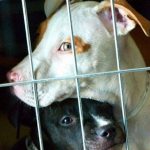 Adozione animali, a Catania portale online per visitare i canili