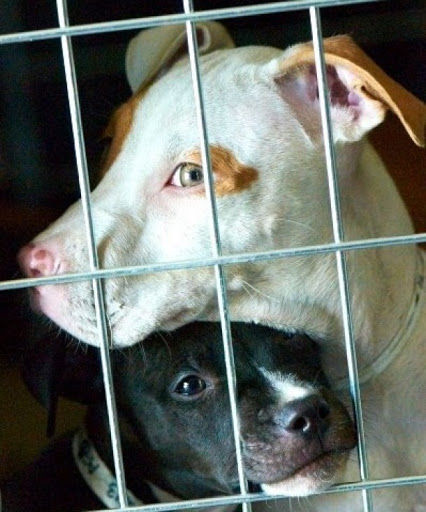 Adozione animali, a Catania portale online per visitare i canili