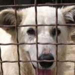 Cani maltrattati e traffico di cuccioli, 29 i denunciati