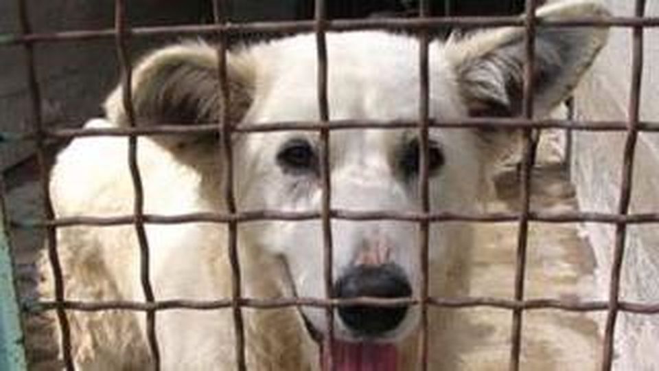 Cani maltrattati e traffico di cuccioli, 29 i denunciati Cani maltrattati e traffico di cuccioli, 29 i denunciati