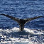 Salina, liberato il capodoglio rimasto impigliato nelle reti