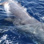 Isole Eolie, incontri ravvicinati con capodogli e delfini