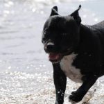 Ecco come i cani si comportano per salvare i padroni