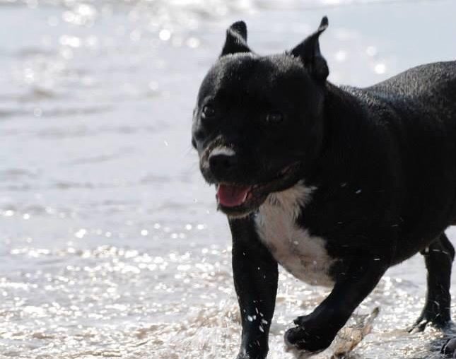 Ecco come i cani si comportano per salvare i padroni