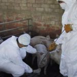 Nuovo ceppo influenza suina, Oms cerca coordinamento con Cina