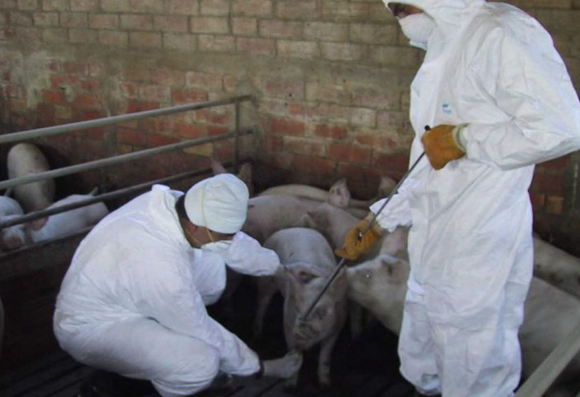 Nuovo ceppo influenza suina, Oms cerca coordinamento con Cina