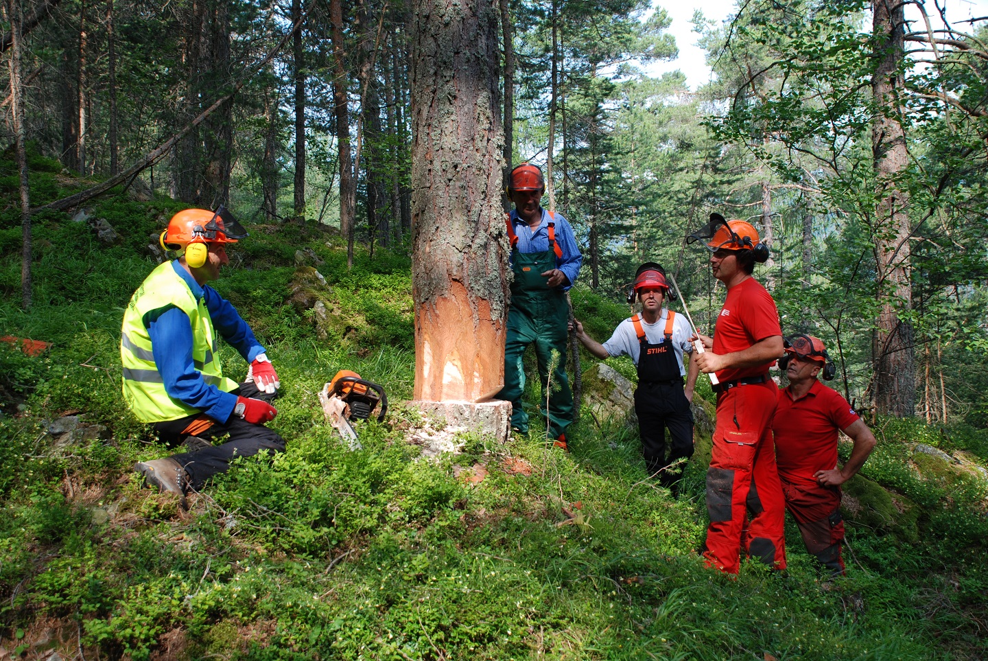 Imprese silvicole, in Sicilia +7% in quattro anni