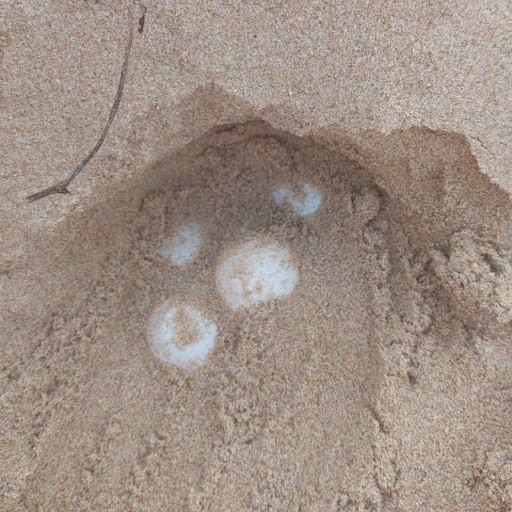 Altri due nidi di tartarughe “salvati” dai volontari del Wwf