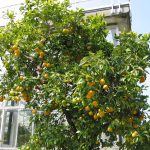 I virus che fanno paura agli agricoltori siciliani