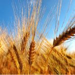 Coldiretti, prezzo del grano scende ai minimi dall’inizio della guerra in Ucraina