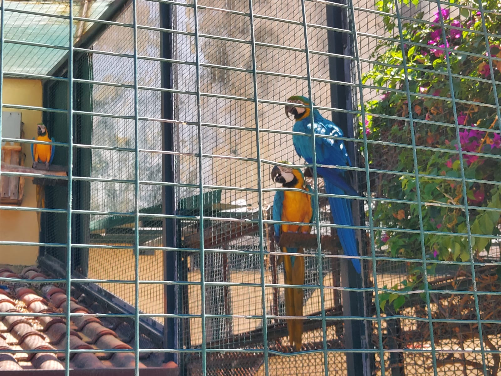 Parco Orleans, trovato l’accordo, gli animali sono della Regione