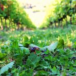 Vendemmia verde, 15,5 mln per 1.800 produttori
