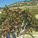 Viti siciliane a rischio, Regione autorizza insetticidi