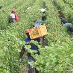 Cassibile, guerra per case braccianti agricoli, “Spreco di soldi”
