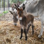 Alimentare, cosmetica, turismo, gli asini siciliani alla riscossa