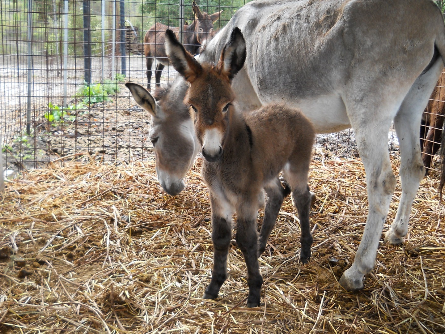 Alimentare, cosmetica, turismo, gli asini siciliani alla riscossa