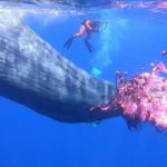 Eolie, un altro capodoglio è rimasto impigliato nelle reti