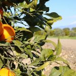 Regione, nasce Consulta dei Distretti produttivi siciliani