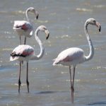 Fuochi d’artificio alle Saline di Priolo, Lipu: “Fenicotteri scappati dalla riserva”