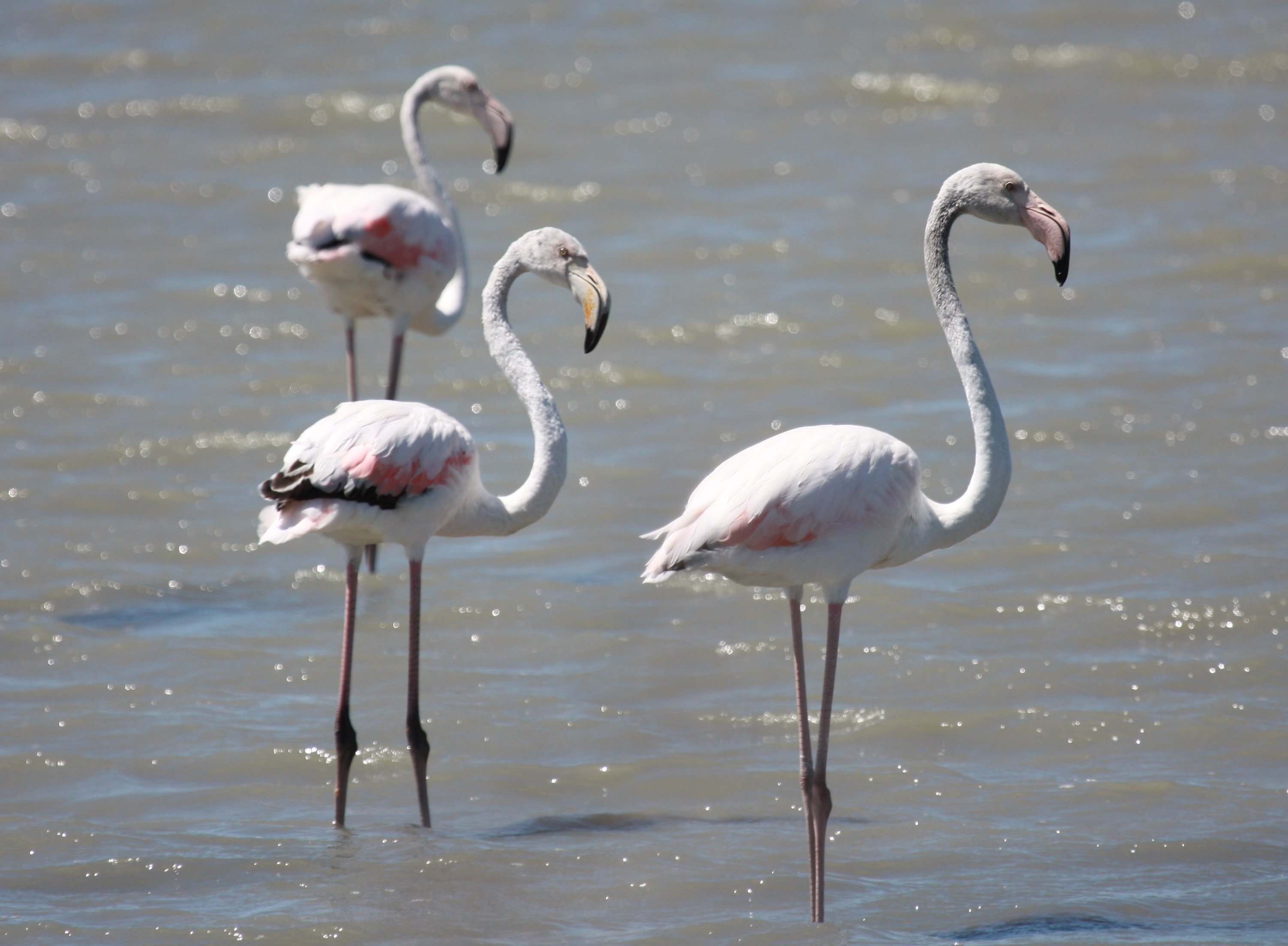 I fenicotteri invadono la Riserva Saline di Priolo I fenicotteri invadono la Riserva Saline di Priolo