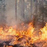 Siccità, temperature bollenti e incendi boschivi. Continuando così l’Isola diventerà inabitabile