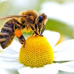 Ricerca, insetti e fiori comunicano tra di loro tramite “scie profumate”