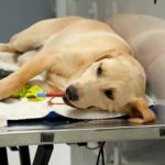 Animali e come soccorrerli,  a Catania percorso a ostacoli