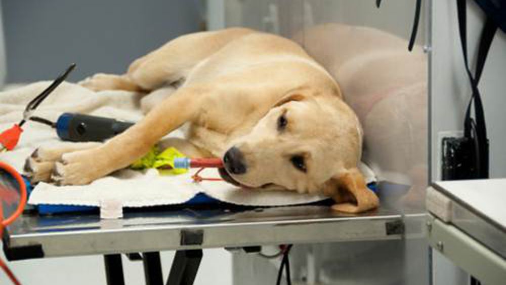 Animali e come soccorrerli,  a Catania percorso a ostacoli