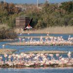 Ambiente, Governo Musumeci approva il Paf