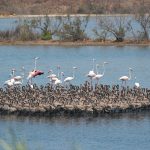 Ambiente, riserva Saline di Priolo riapre al pubblico dopo due anni