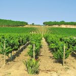 Viticoltura, vendemmia “verde” anche in Sicilia, ma servirebbe “selettiva”