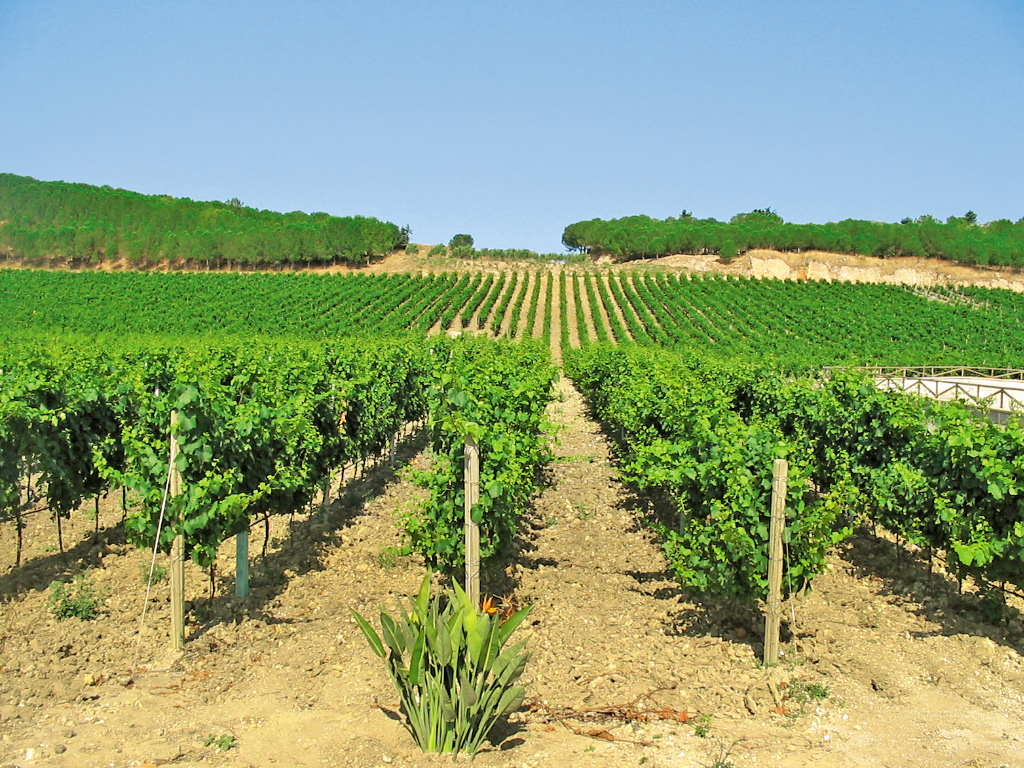 Viticoltura, vendemmia “verde” anche in Sicilia, ma servirebbe “selettiva”