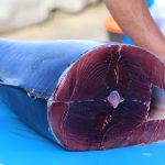 Tonno rosso, la Sicilia è la prima regione italiana per sequestri