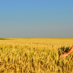 In Sicilia la Banca della terra, campi in concessione ai giovani