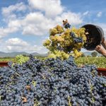Al via la vendemmia 2020, produzione in calo del 5%
