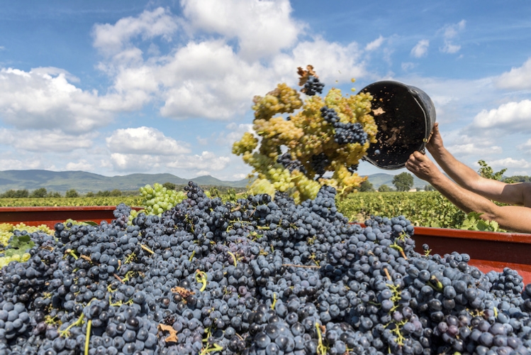 Al via la vendemmia 2020, produzione in calo del 5%