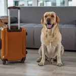 Ferie con gli amici a quattro zampe per una famiglia su cinque