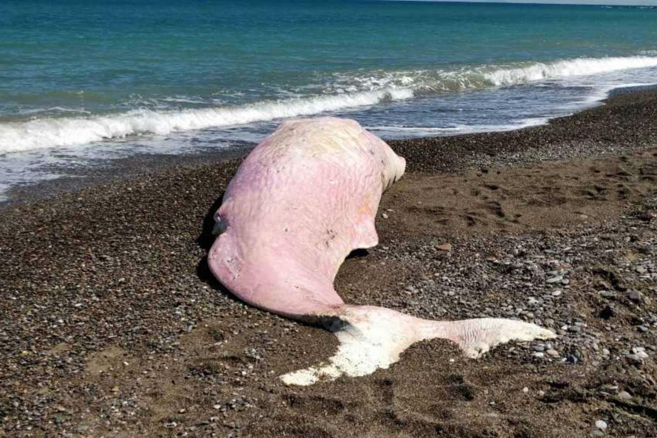 Cetacei spiaggiati sulle coste italiane per i troppi rifiuti nel Mediterraneo