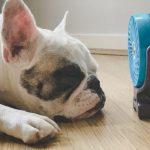 Arriva il periodo più caldo dell’anno, ecco come proteggere gli animali