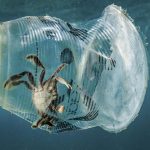 Ministero dell’Ambiente e Corepla alleati contro la plastica in mare