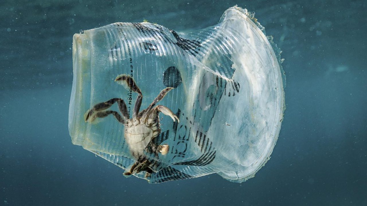 Ministero dell’Ambiente e Corepla alleati contro la plastica in mare