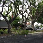 Catania, verde urbano, da settembre si riparte