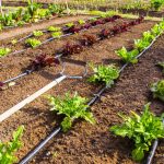 Rischio salmonella, ecco come ridurlo in poche semplici mosse