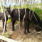 Razze in estinzione, sbloccato bando del 2018