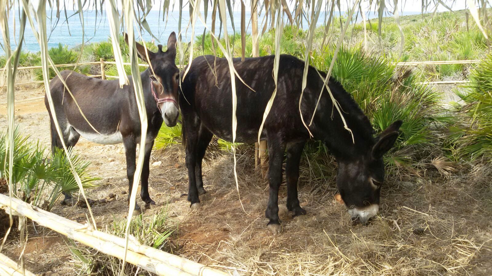 Razze in estinzione, sbloccato bando del 2018